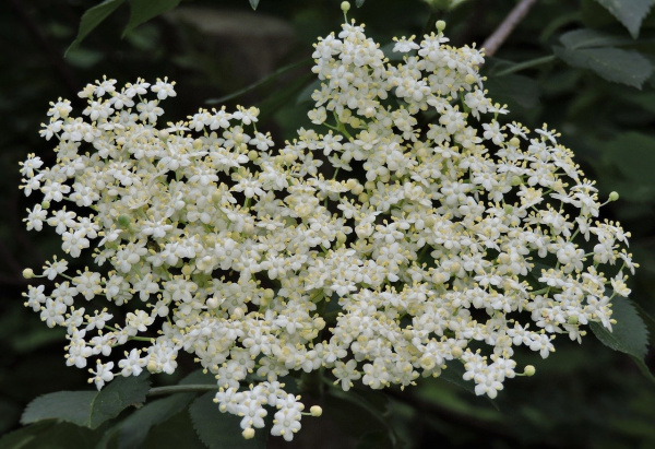 Бузина черная (лат. Sambucus nigra), семена