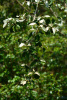 Лох крупнолистный (лат. Elaeagnus macrophylla), семена