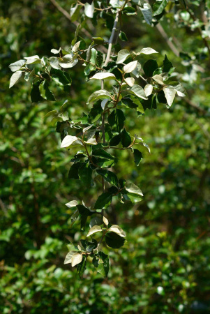 Лох крупнолистный (лат. Elaeagnus macrophylla), семена