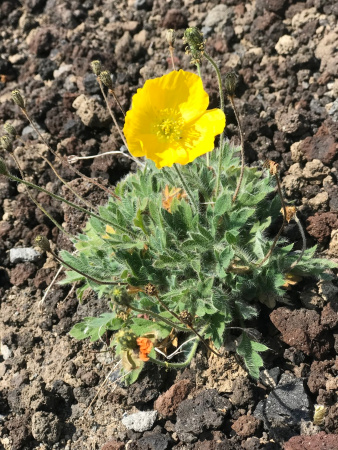 Мак голостебельный, или мак исландский микс (лат. Papaver nudicaule L.), 600 штук 