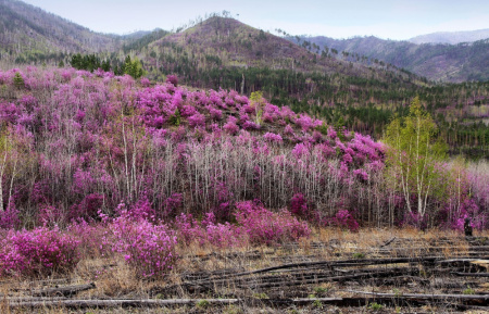 Рододендрон даурский гибридный Стаккато (лат. Rhododendron x dauricum) 0,2 грамма, семена