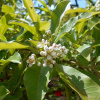Фотиния Давида (лат. Photinia davidiana), семена