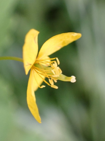 Чистотел большой (лат. Chelidonium majus), семена