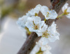 Слива иволистная, или слива китайская, или цзюйлинка (лат. Prunus salicina), семена