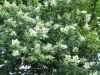 Бирючина обыкновенная (лат. Ligustrum vulgare), семена