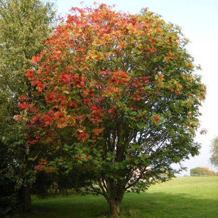 Рябина смешанная (лат. Sorbus commixta), семена