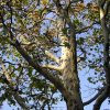 Платан западный или Сикомор, Явор (лат. Platanus occidentalis), семена 