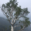 Сосна Бунге, или Сосна кружевнокорая (лат. Pinus bungeana), семена