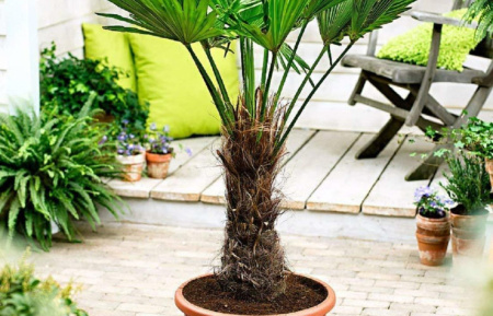 Пальма Трахикарпус (лат. Trachycarpus), семена