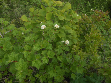 Пузыреплодник амурский (лат. Physocarpus amurensis), семена