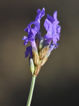 Лаванда узколистная (Lavandula angustifolia), 200 шт