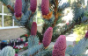 Ель колючая, или Ель голубая (лат. Picea pungens), саженец, 1 шт