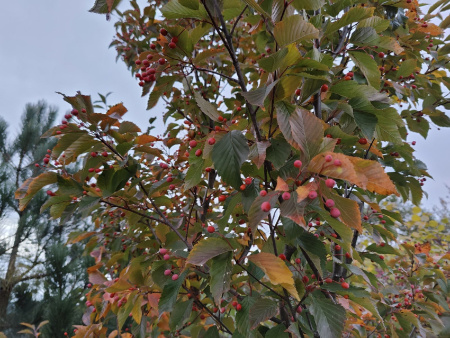 Рябина ольхолистная (лат. Sorbus alnifolia), семена
