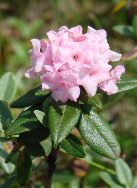 Рододендрон Адамса, или Саган Дали (лат. Rhododendron adamsii), семена 0,02 грамма