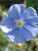 Лен обыкновенный голубой (лат. Linum usitatissimum), семена 200 шт