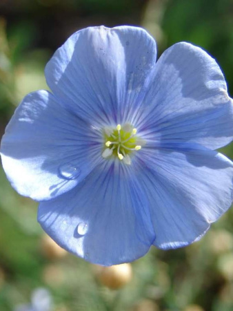 Лен обыкновенный голубой (лат. Linum usitatissimum), семена 200 шт