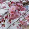 Миндаль трехлопастный, или луизеания трехлопастная (лат. Prunus triloba), семена