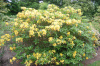 Рододендрон жёлтый (лат. Rhododendron luteum), семена 0,05 грамм