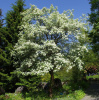 Боярышник Мейера (лат. Crataegus meyeri), семена