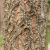 Дуб изменчивый (лат. Quercus variabilis) 10 шт, семена