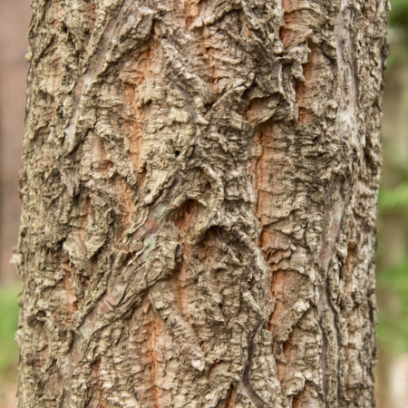 Дуб изменчивый (лат. Quercus variabilis) 10 шт, семена