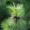 Сосна желтая, или орегонская, или тяжелая (лат. Pinus ponderosa), семена 