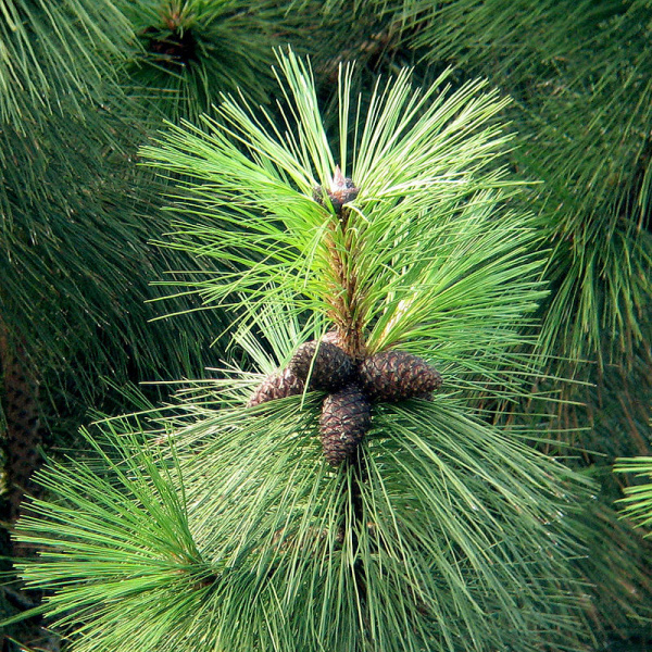 Сосна желтая, или орегонская, или тяжелая (лат. Pinus ponderosa), семена 