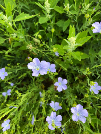 Лен обыкновенный голубой (лат. Linum usitatissimum), семена 200 шт