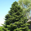 Пихта корейская (лат. Abies Koreana), семена 0,2 грамма