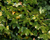 Клен трехлопастный, или Клен монпелийский (лат. Acer monspessulanum), семена