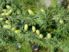 Кедр атласский (лат. Cedrus atlantica), семена