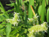 Лофант тибецкий белоцветковый, или Многоколосник морщинистый (лат. Agastache rugosa), семена