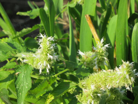 Лофант тибецкий белоцветковый, или Многоколосник морщинистый (лат. Agastache rugosa), семена