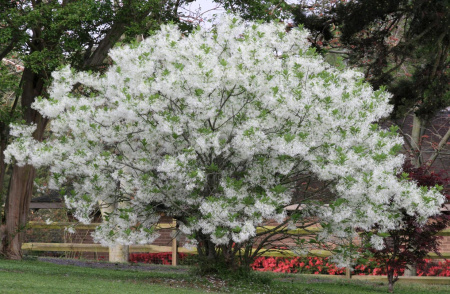 Снежноцвет виргинский или хионантус (лат. Chionanthus virginicus), семена