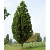 Дуб черешчатый пирамидальный (лат. Quercus robur `Fastigiata`) 10 шт, семена 
