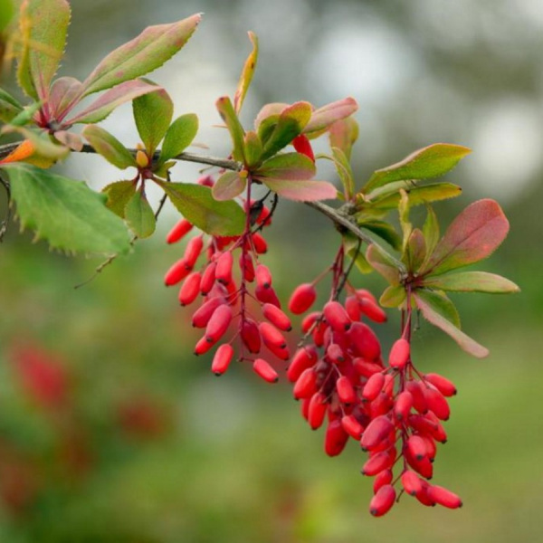 Барбарис обыкновенный (лат. Berberis vulgaris), семена