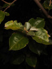 Лох крупнолистный (лат. Elaeagnus macrophylla), семена