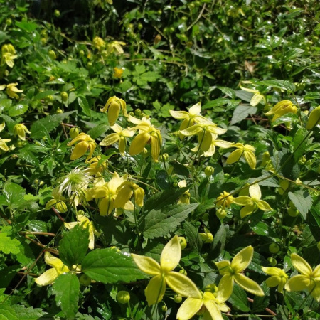 Клематис пильчатолистный (лат. Clematis serratifolia), семена