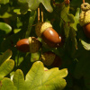Дуб черешчатый (лат. Quercus robur) 10 шт, семена 
