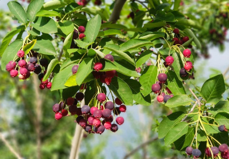 Ирга канадская (лат. Amelanchier canadensis), семена