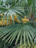 Пальма Трахикарпус Форчуна (лат. Trachycarpus fortunei), саженец, 1 шт