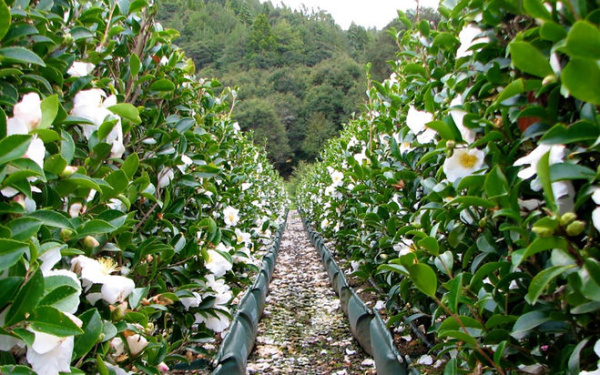 Камелия китайская (лат. Camellia sinensis), семена