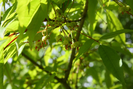 Клен маньчжурский (лат. Acer mandshuricum), семена