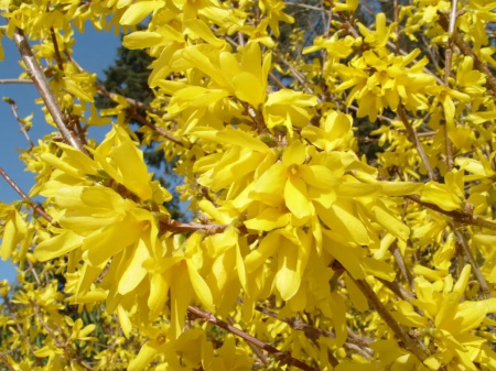 Форзиция свисающая (лат. Forsythia suspensa), семена