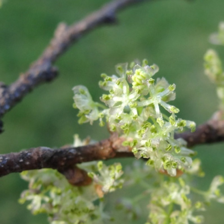 Каркас западный (лат. Celtis occidentalis), семена