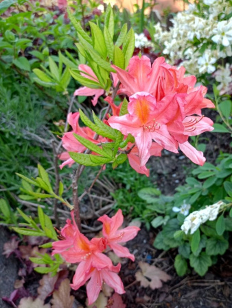 Рододендрон японский (лат. Rhododendron japonicum), семена 0,05 грамма