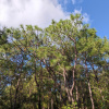 Сосна юннаньская (лат. Pinus yunnanensis), семена