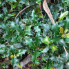 Османтус разнолистый (лат. Osmanthus heterophyllus), семена