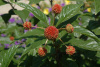 Цветоголовник западный (лат. Cephalanthus occidentalis), семена