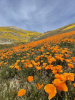 Мак калифорнийский эшшольция микс (лат. Eschscholzia californica), 100 штук
